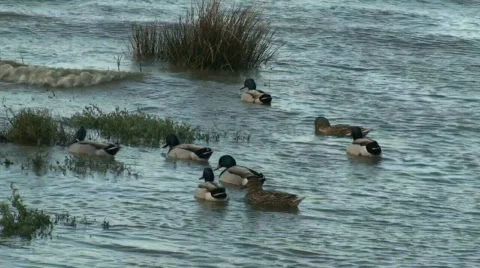 Ducks swimming in rough river Stock Footage 268490