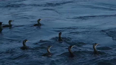 Ducks swimming in the sea Stock Footage 170660569