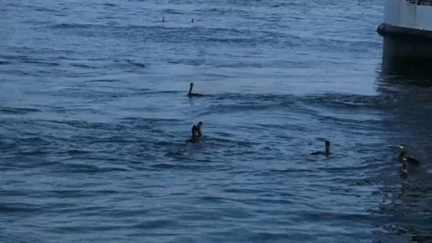 Ducks swimming in the sea Stock Footage 170661257