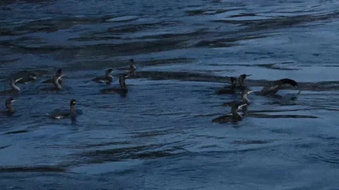 Ducks swimming in the sea Stock Footage 170661404