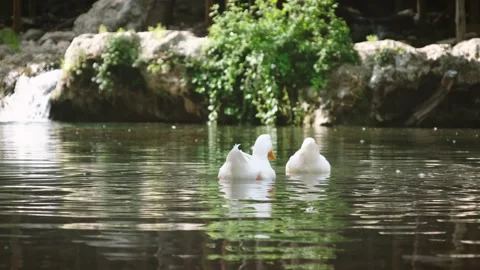 Ducks Swimming In A Small Pond Stock Footage 206710839