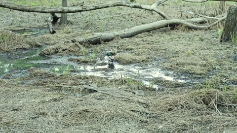 Ducks swimming in a small pond surrounded by dry grass and fallen branches in Stock Footage 341374422