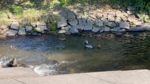 Ducks Swimming in a Small River 動画素材 318099513