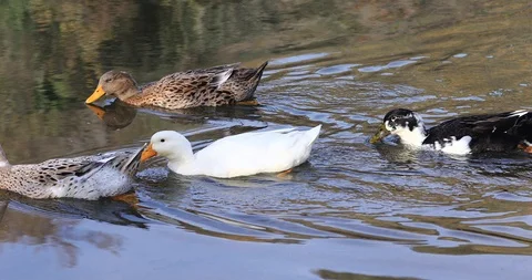 Ducks swimming in spring pond Stock Footage 102155203