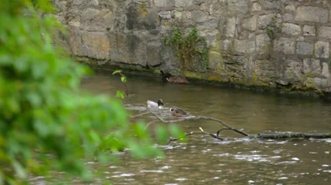 Ducks Swimming in Stream Video stock 36052598