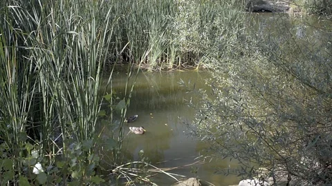 Ducks swimming in a stream Stock Footage 77304748