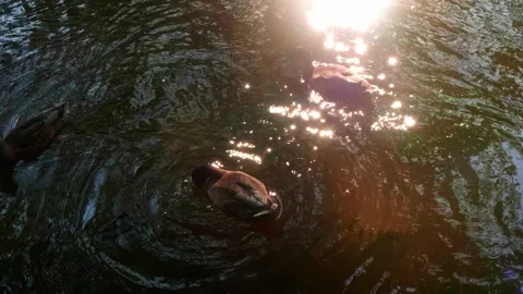 Ducks swimming in sunlight reflections on calm water in a serene outdoor setting Stock Footage 313447678