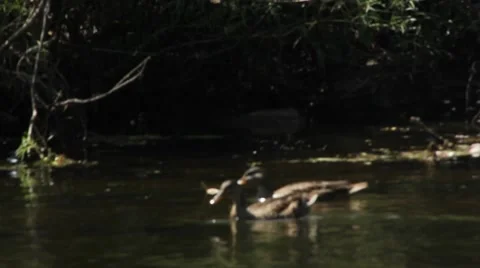 Ducks Swimming in Sunshine 스톡 동영상 52789995