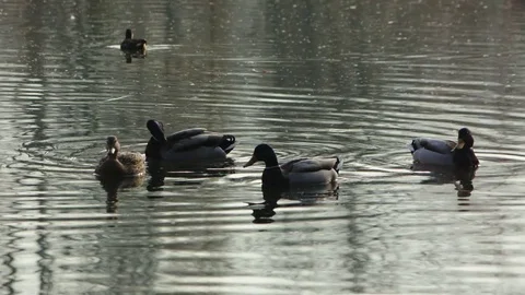 Ducks swimming on a swamp Stock Footage 83082668