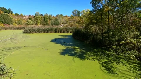 Ducks swimming in a thick layer of bright green pond algae nature wide shot Stock Footage 217439747