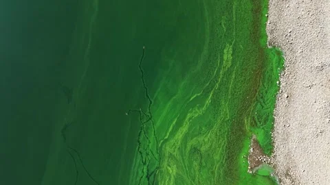 Ducks Swimming Through Green Algae Bloom Water Leaving Trails Behind Stock Footage 347541197