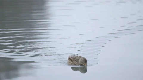 Ducks swimming through a lake Stock Footage 91376008