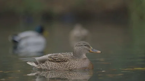 Ducks swimming through a lake Stock Footage 91376010