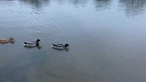 Ducks swimming through pond Stock Footage 147987364