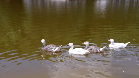 Ducks Swimming Together Stock Footage 293225723
