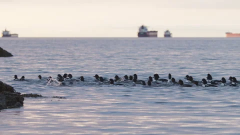 Ducks swimming together Stock Footage 297922509