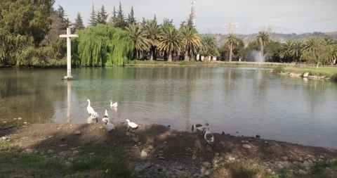 Ducks swimming towards a large stone cross in a green lagoon with mountain an Stock Footage 218041352