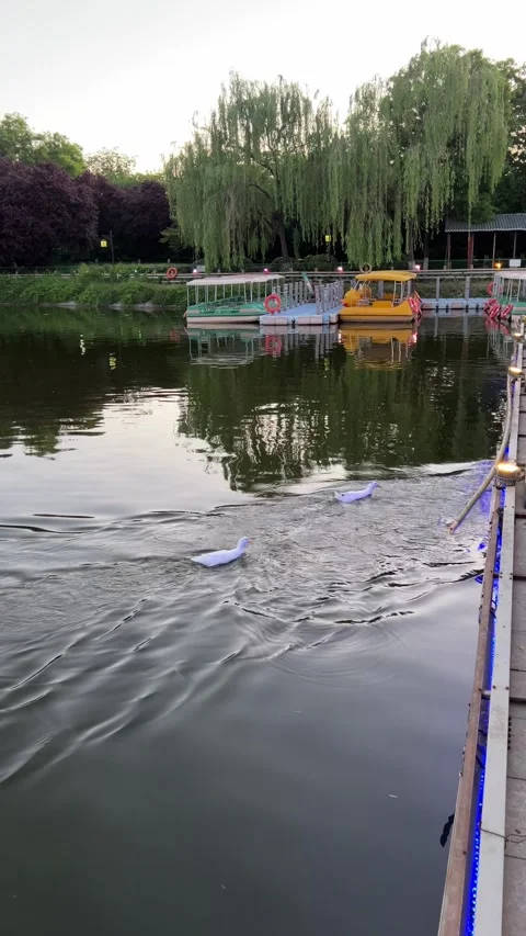Ducks swimming under a bridge, Xi'an, China Stock Footage 341665281