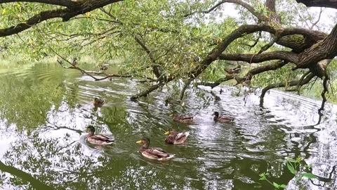 Ducks swimming under tree branches in calm lake Stock Footage 321242002