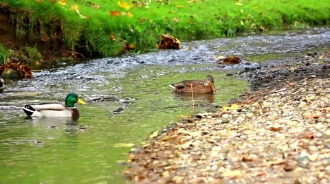 Ducks is swimming in the water Stock Footage 43043265