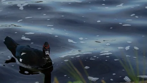 Ducks Swimming in Water Stock Footage 78976934