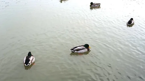 Ducks swimming in the water Stock Footage 82842816