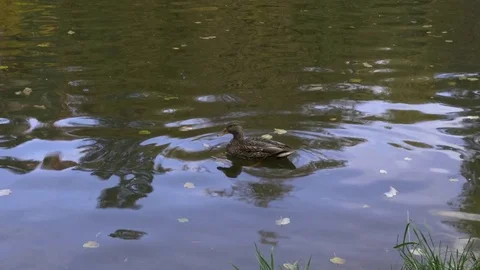 Ducks swimming in the water in the park during the day Stock Footage 81255893