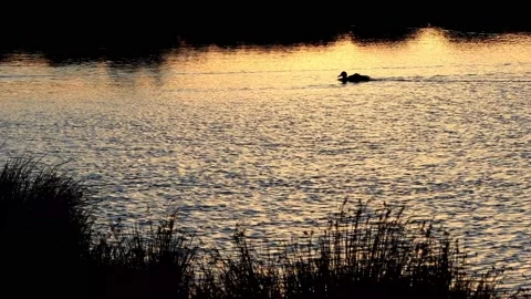 Ducks Swimming On Water At Sunset Stock Footage 180439039
