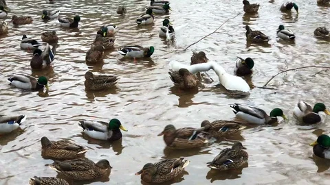 Ducks swimming on water surface Stock Footage 87037238