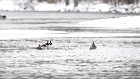 Ducks swimming in winter Stock Footage 327491599