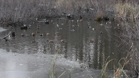 Ducks swimming in winter pond Video stock 81590306