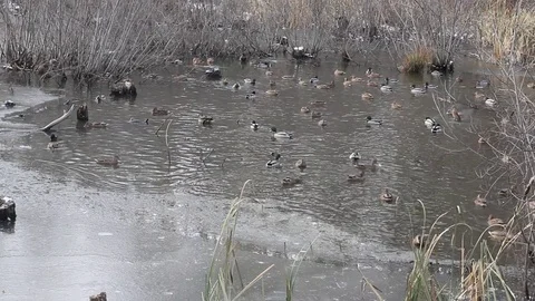 Ducks swimming in winter pond Stock Footage 81590315
