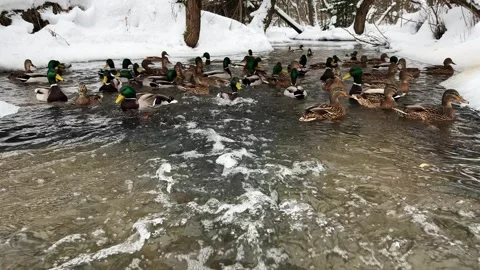 Ducks swimming in a winter river with the current banks covered with snow Video stock 263805709