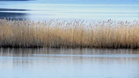 Ducks swims and start to fly Video stock 35532448