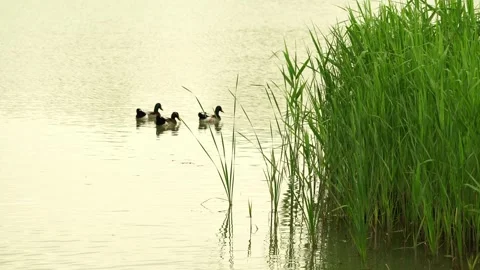 Ducks swims behind a patch of grass Video stock 332856107