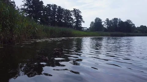 Ducks swims in lake creating ripples with reeds and trees in back in Latvia Stock-Footage 311587161