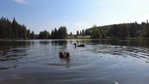 Ducks swims in the pond 動画素材 159725614