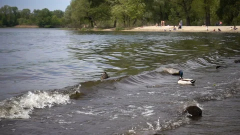 Ducks swing on a river wave in slow motion in a park. Stock Footage 130371386