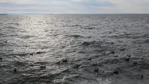 Ducks swinging on the waves Stock-Footage 116811861