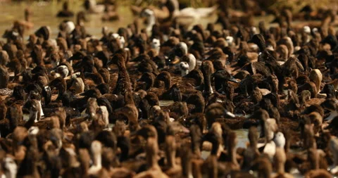 Ducks synchronized movement in a pond Stockbeeldmateriaal 171557014
