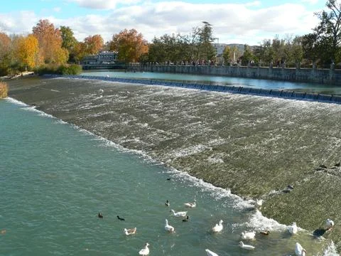 Ducks in Tagus river Stock Photos