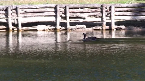 Ducks take off Video stock 138348346