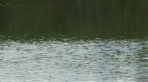 Ducks takeflight Видео 324997