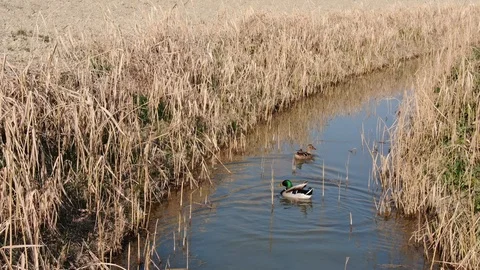 Ducks takeoff from canal - cane thicket 4K Stock Footage 120512423