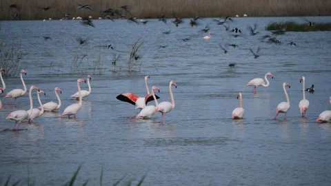Ducks taking off alongside a group of flamingos in the southern pond of El Stockbeeldmateriaal 332631824