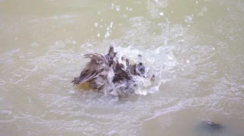 Ducks Taking a Bath Stock Footage 36844673