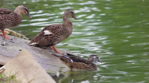 Ducks Taking A Bath Stock-Footage 41439301