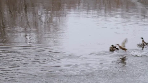 Ducks taking flight on a river during winter Stock Footage 100686618