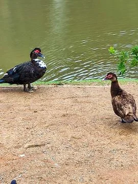 Ducks talking by the lake Stock Photos