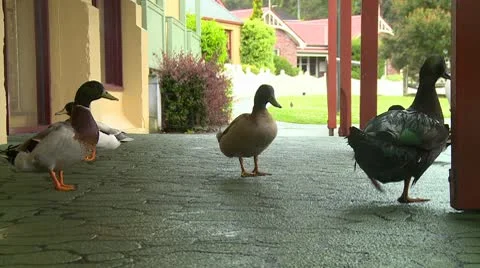 Ducks Tasmania CU Stockbeeldmateriaal 10563229